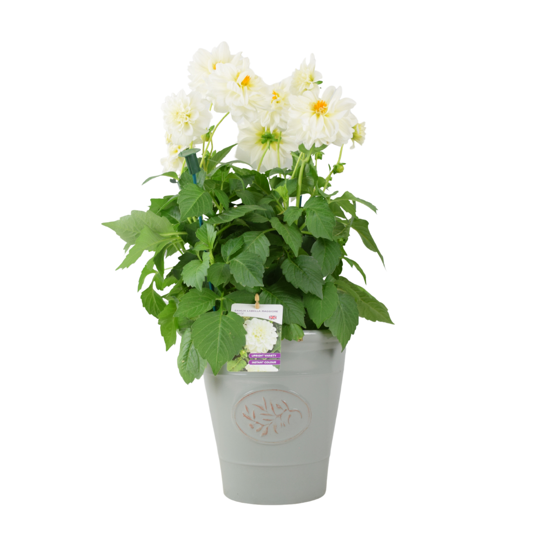 Dahlia Labella Maggiore White – 3.2L Pot – Prolific White Patio Dahlia Plants By Post