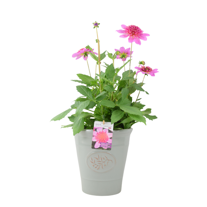 Dahlia Dalina Maxi Starburst Pink 3.2L Pot – Vibrant Pink Anemone Dahlia Plants By Post