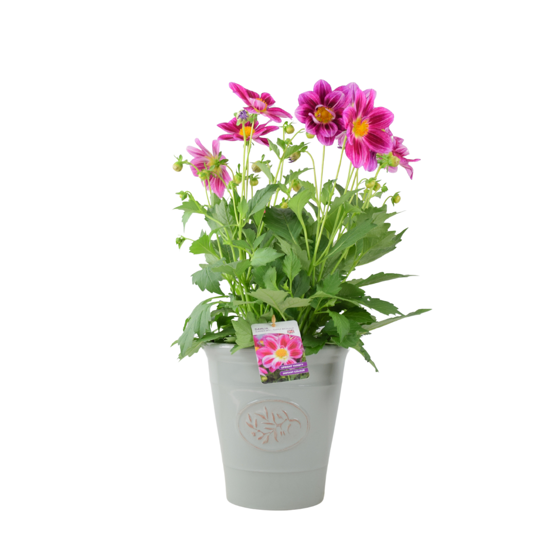 Dahlia Summer Bees Purple Bicolour – 3.2L Pot – Pollinator-Friendly Patio Dahlia Plants By Post