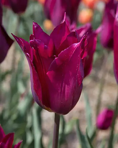 Tulip Purple Heart – Pack of 15 Purple Flowering Bulbs