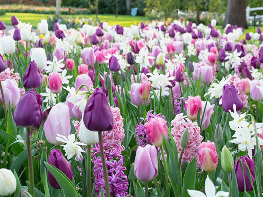 Purplish Spring Bulb Mix (20 Bulbs) – Rich Purple Blooms The Rose Press Garden