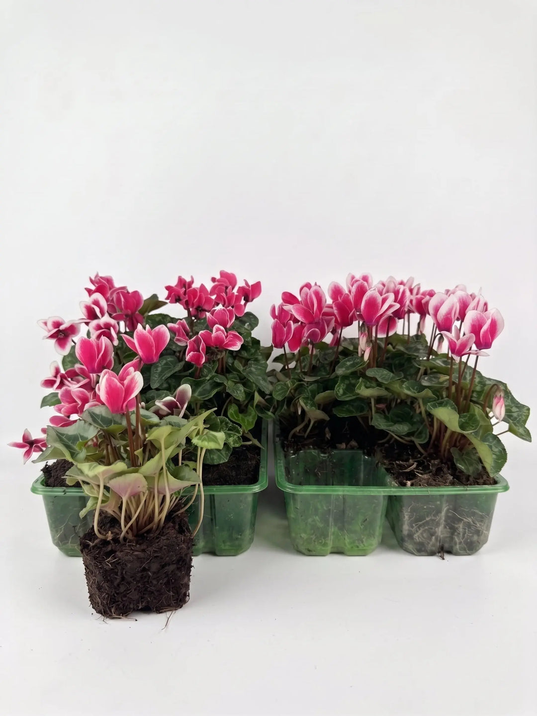 Cyclamen Raspberry Ripple 2 × 6 Pack – 12 Autumn Flowering Plants Plants By Post