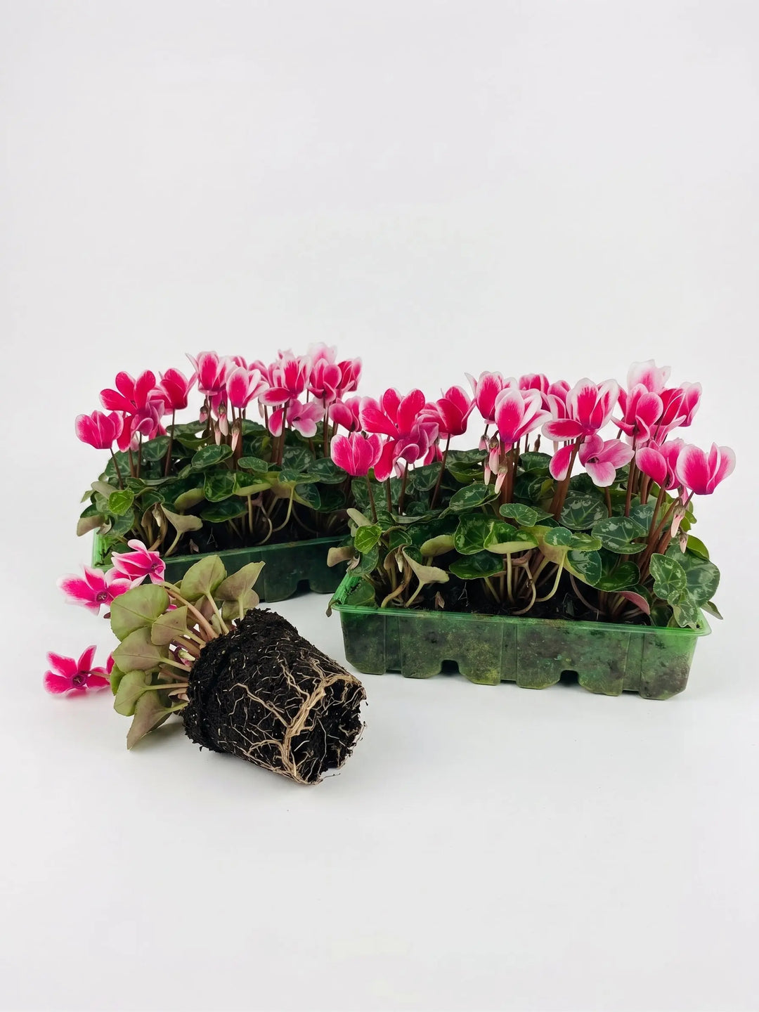 Cyclamen Raspberry Ripple 2 × 6 Pack – 12 Autumn Flowering Plants Plants By Post