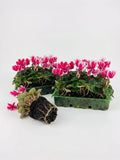 Cyclamen Raspberry Ripple 2 × 6 Pack – 12 Autumn Flowering Plants Plants By Post