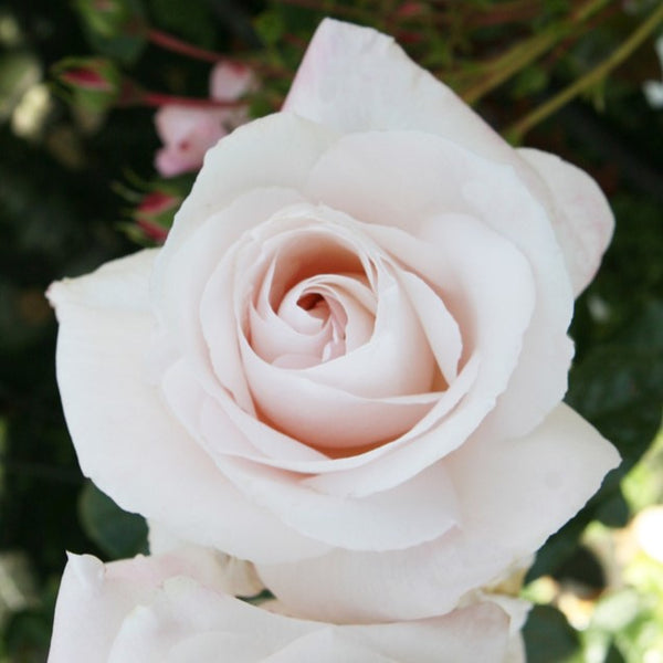 Remember Rose – 5.5L Pot – Fragrant Creamy Peach Hybrid Tea Rose Plants By Post