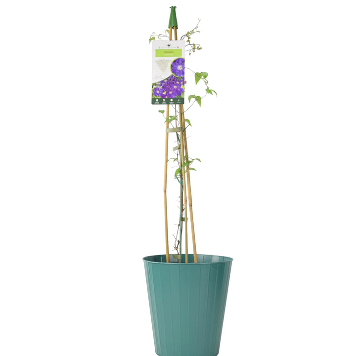 Clematis Rhapsody 3L Pot Plants By Post