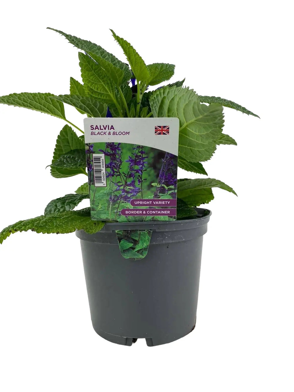 Salvia Black & Bloom 1L Plants By Post