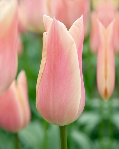 Tulip 'Sanne' (15 Bulbs) Plants By Post