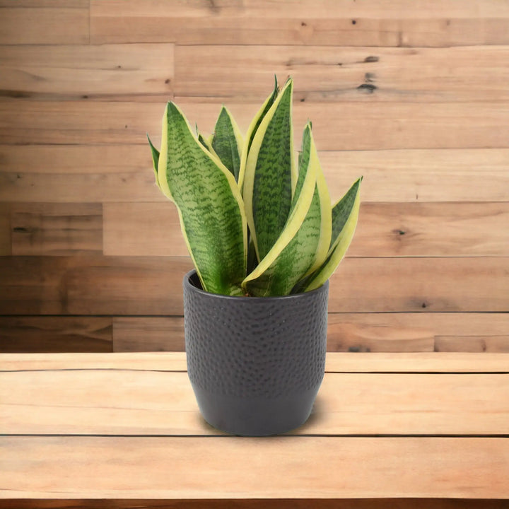 Sansevieria Superba 12cm Pot Plants By Post