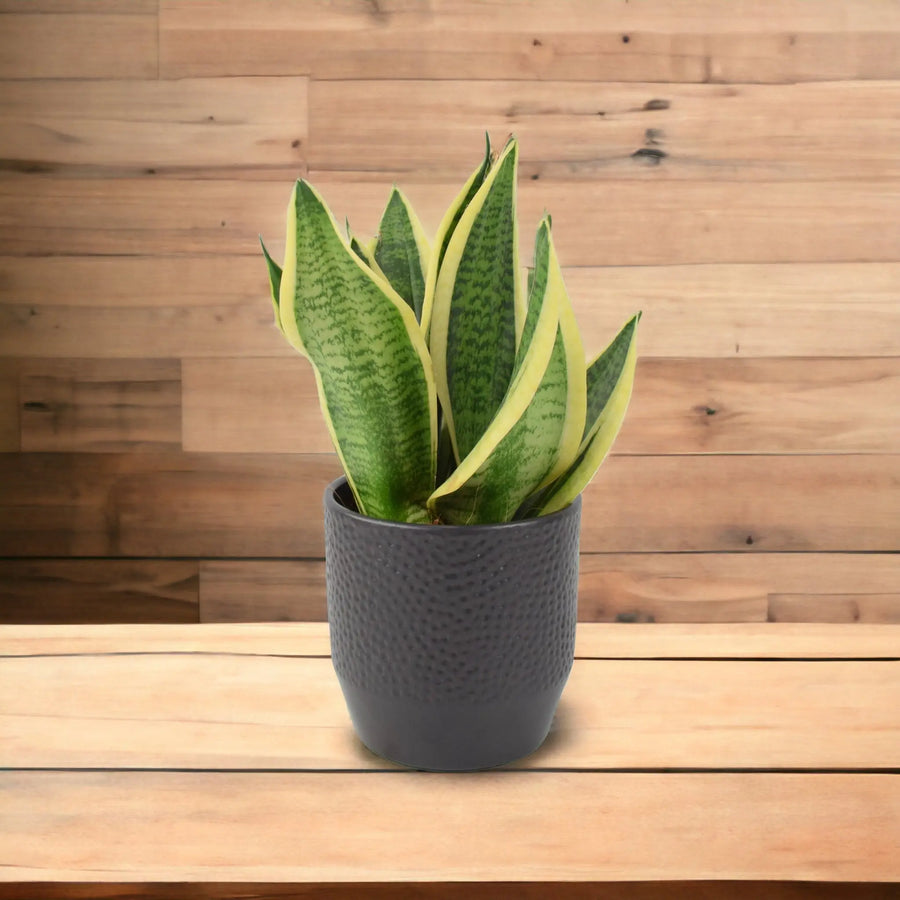 Sansevieria Superba 12cm Pot Plants By Post