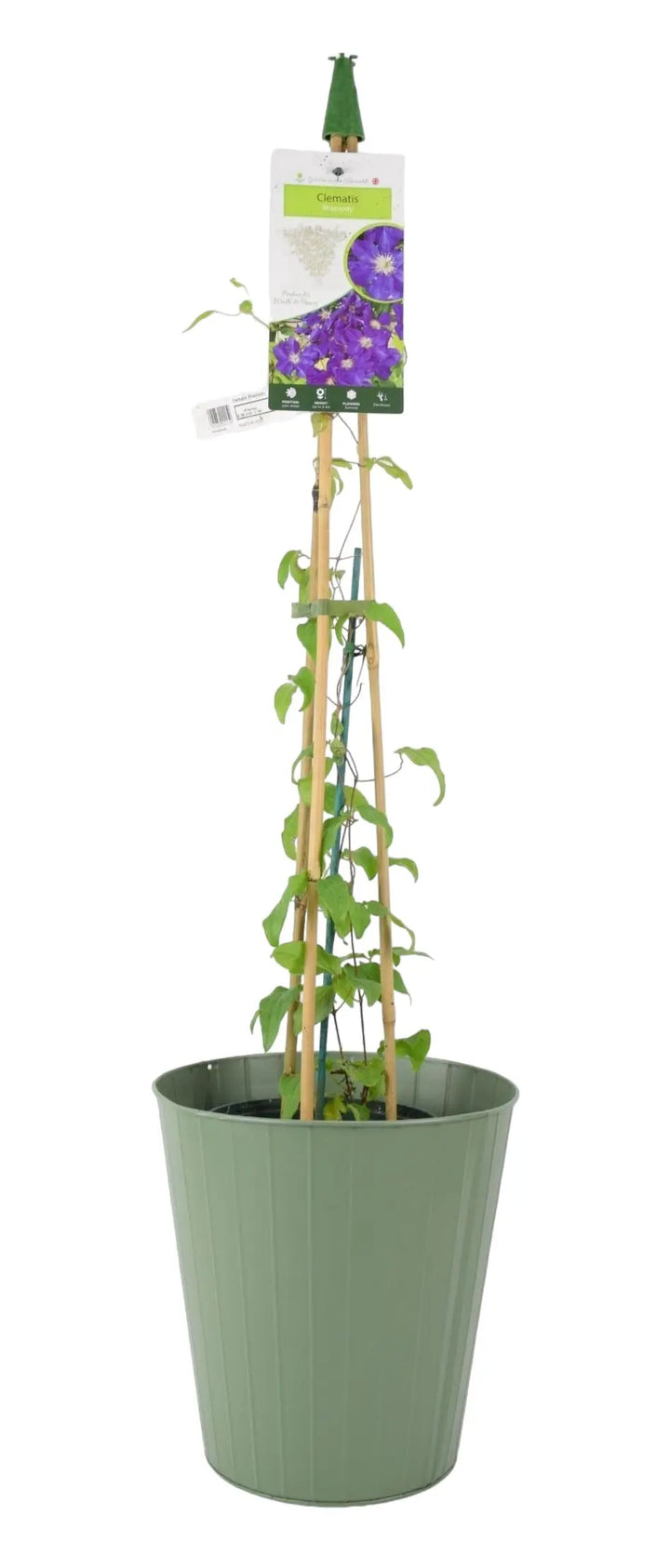 Clematis Rhapsody 3L Pot Plants By Post