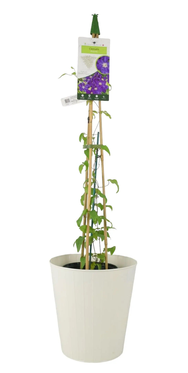 Clematis Rhapsody 3L Pot Plants By Post