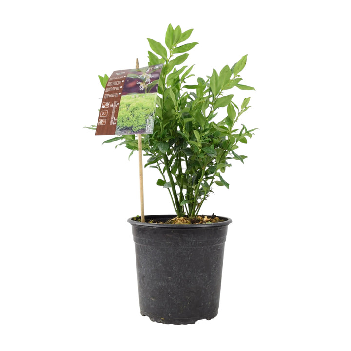 Sarcococca confusa Sweet Box Plants By Post