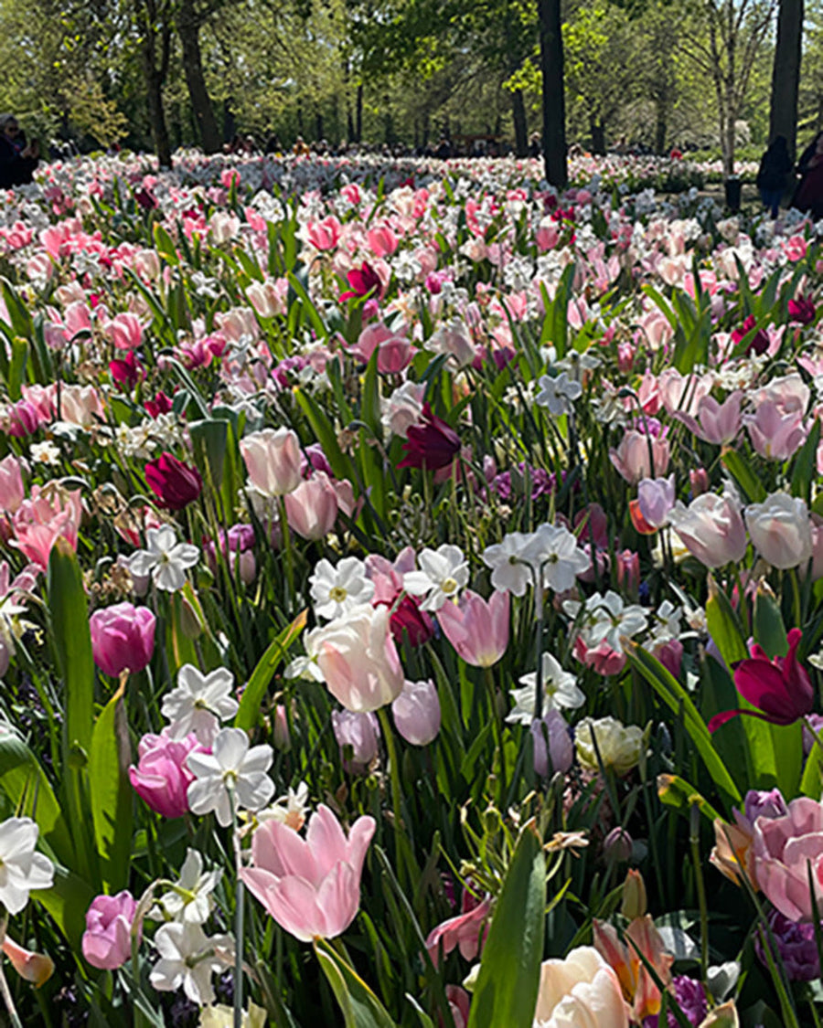 Silk Spring Bulb Mix (20 Bulbs) – A Soft and Elegant Garden Display The Rose Press Garden