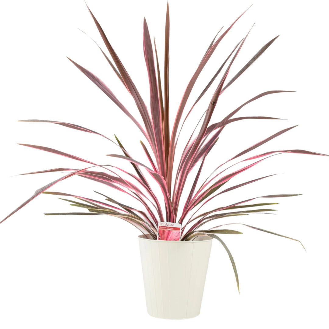 Cordyline Southern Splendor Plants By Post