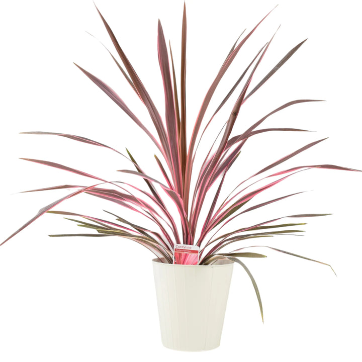 Cordyline Southern Splendor Plants By Post