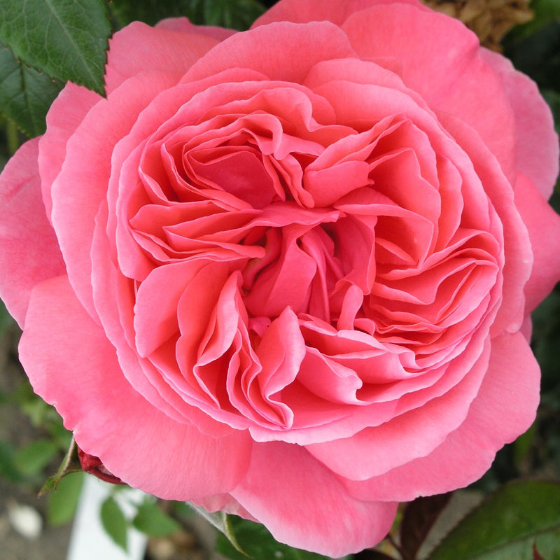 Rose Special Anniversary Bush 5.5L