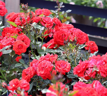 Special Wishes Rose - Plants By Post