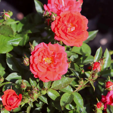 Special Wishes Rose - Plants By Post