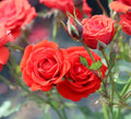 Special Wishes Rose - Plants By Post