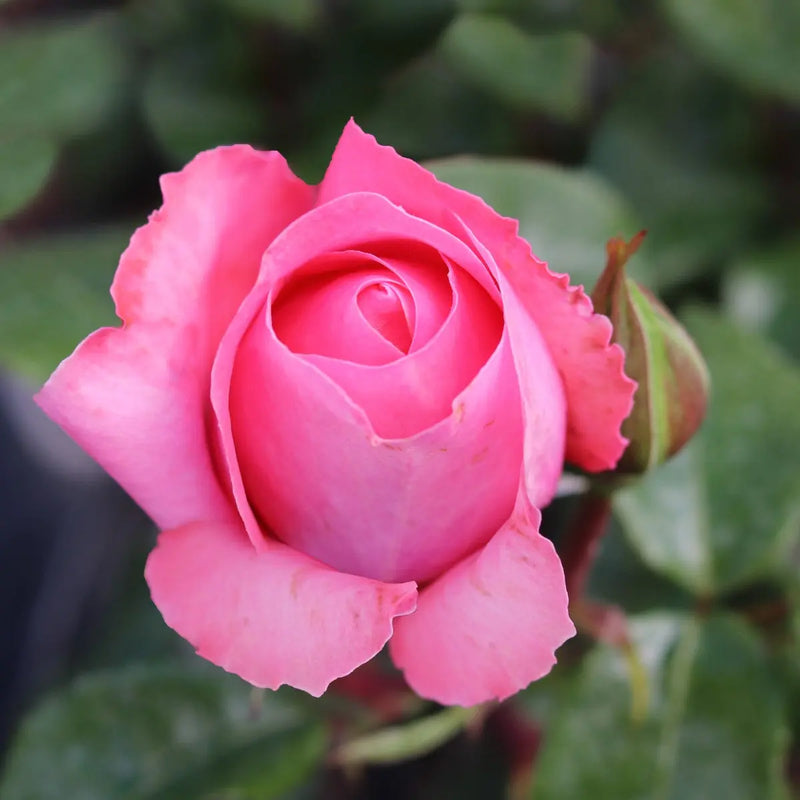 Rose Special Anniversary Bush 5.5L