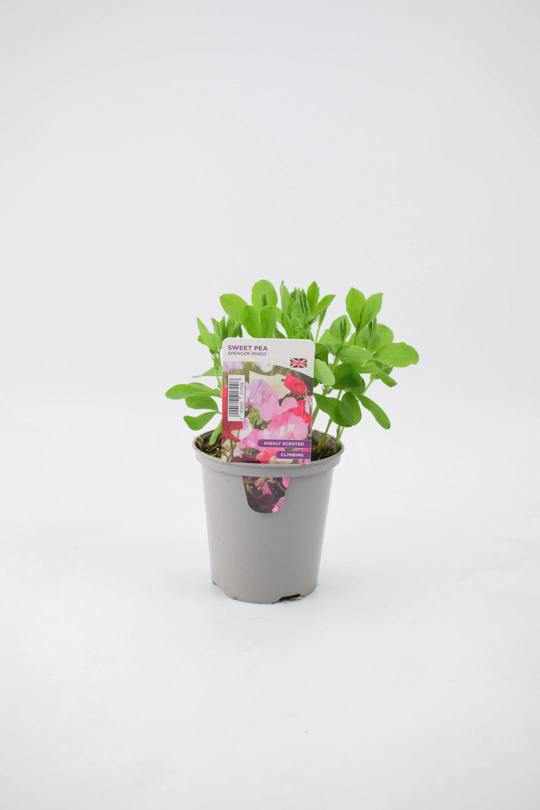 Sweet Pea Spencer Mixed 9cm Pots British Grown Multiple Plants Per Pot x 3 plants by post