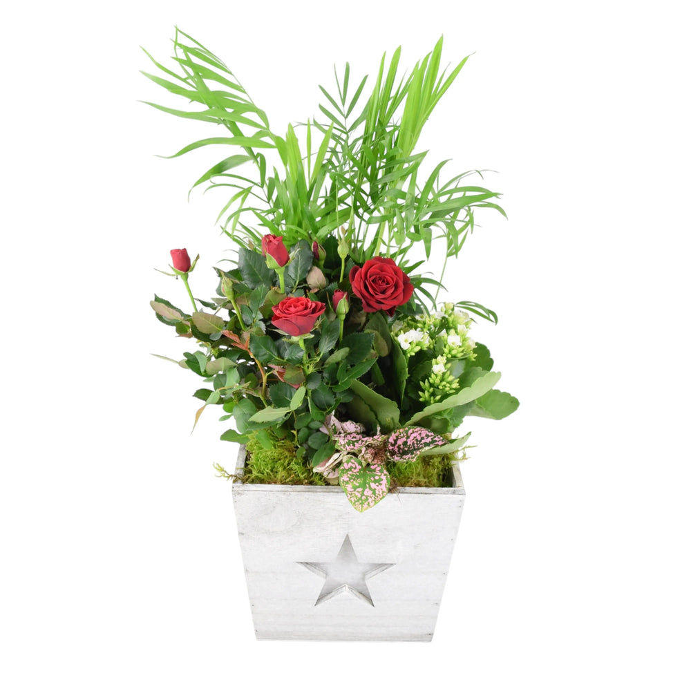 Square Wooden Christmas Planted Indoor Arrangement Plants By Post