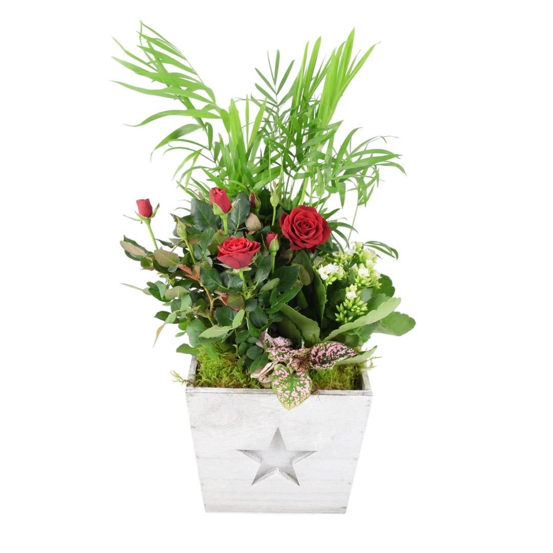Square Wooden Christmas Planted Indoor Arrangement Plants By Post