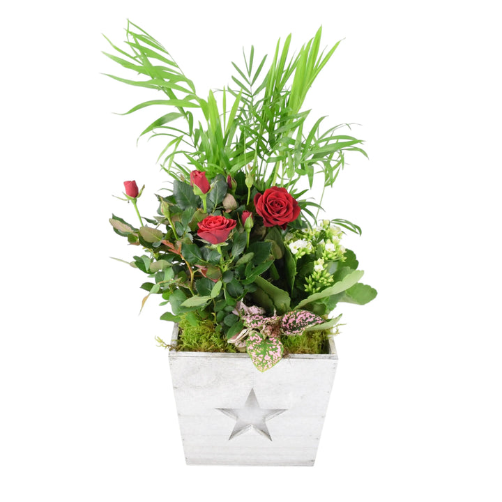 Square Wooden Christmas Planted Indoor Arrangement Plants By Post