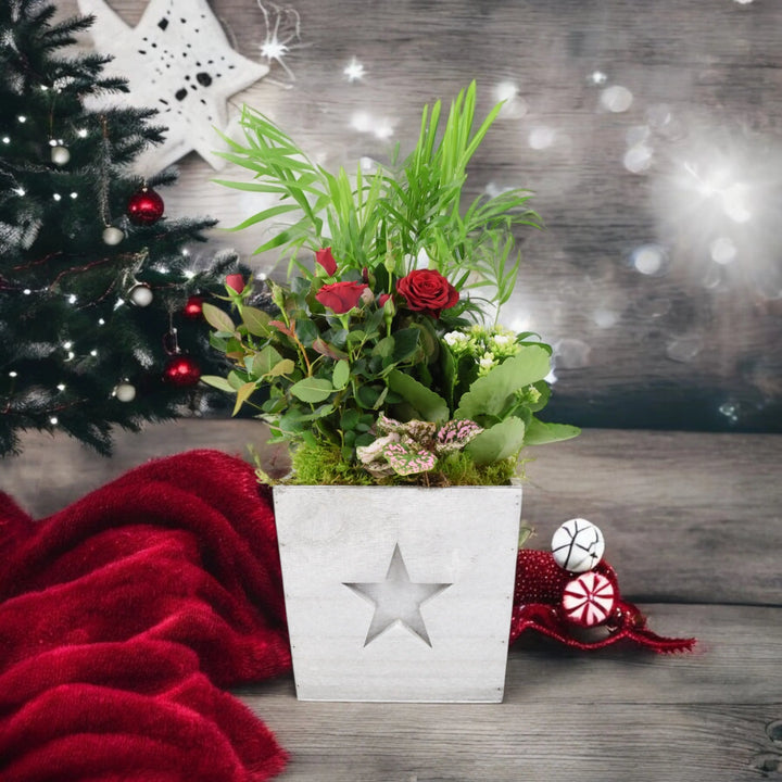 Square Wooden Christmas Planted Indoor Arrangement Plants By Post