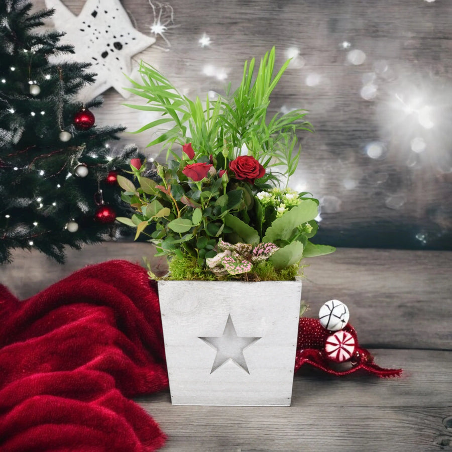 Square Wooden Christmas Planted Indoor Arrangement Plants By Post