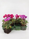Cyclamen Strawberry Dream 2 × 6 Pack – 12 Autumn Flowering Plants Plants By Post