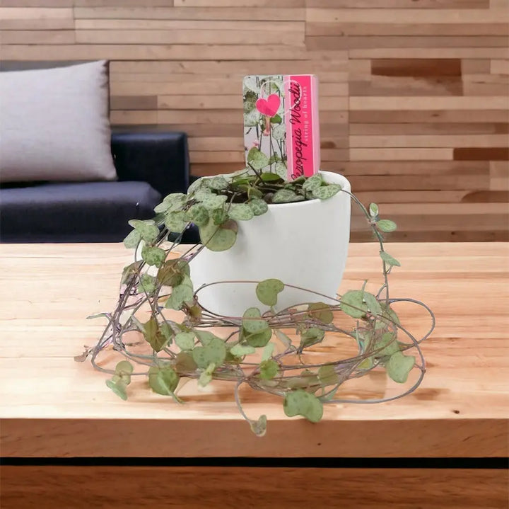 String Of Hearts 8.5cm White Ceramic Pot Plants By Post UK