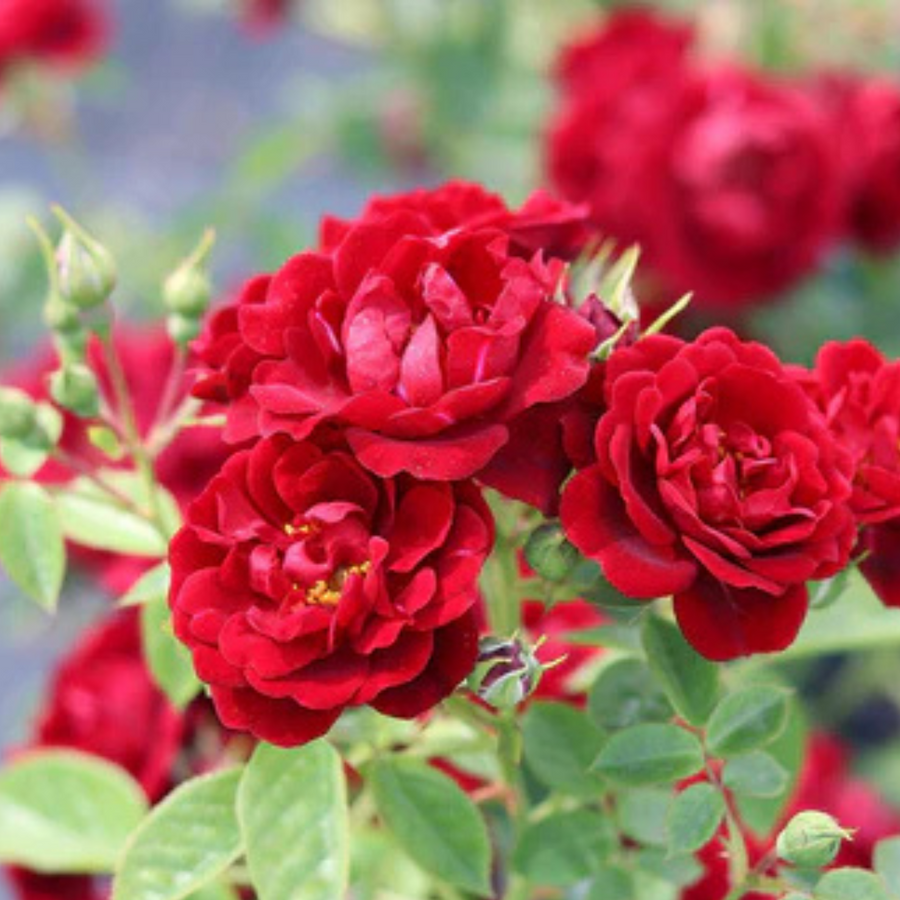 Rose Sweet Wishes – 4L Pot – Fragrant Pink Hybrid Tea Rose for Garden Borders Plants By Post
