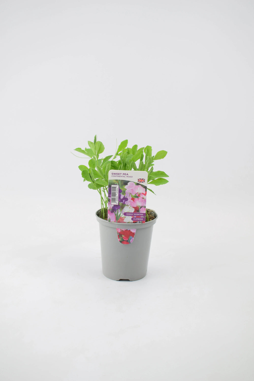 Sweet Pea Continental Mixed 9cm Pots British Grown Multiple Plants Per Pot x 3 plants by post