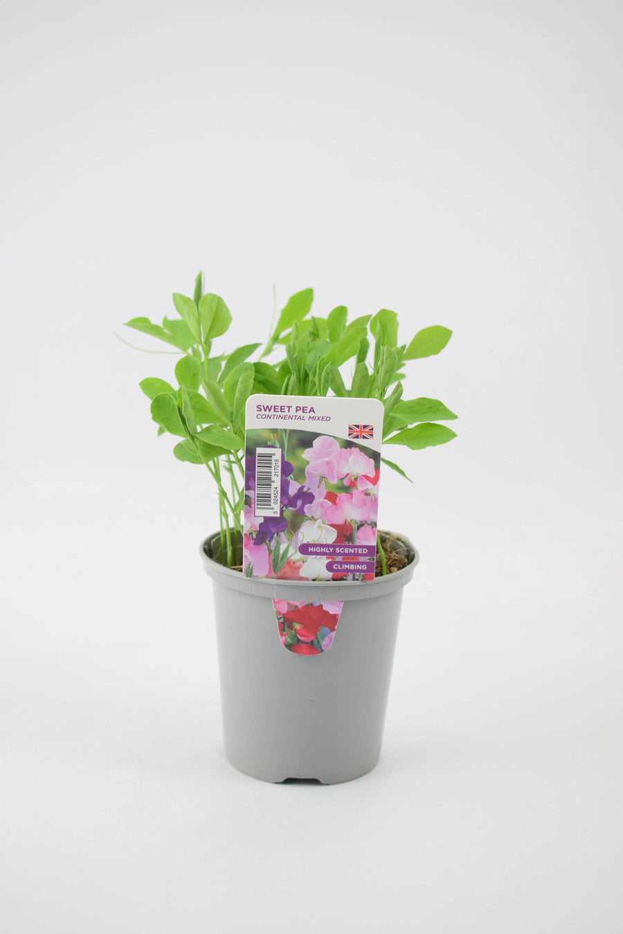 Sweet Pea Continental Mixed 9cm Pots British Grown Multiple Plants Per Pot x 3 plants by post