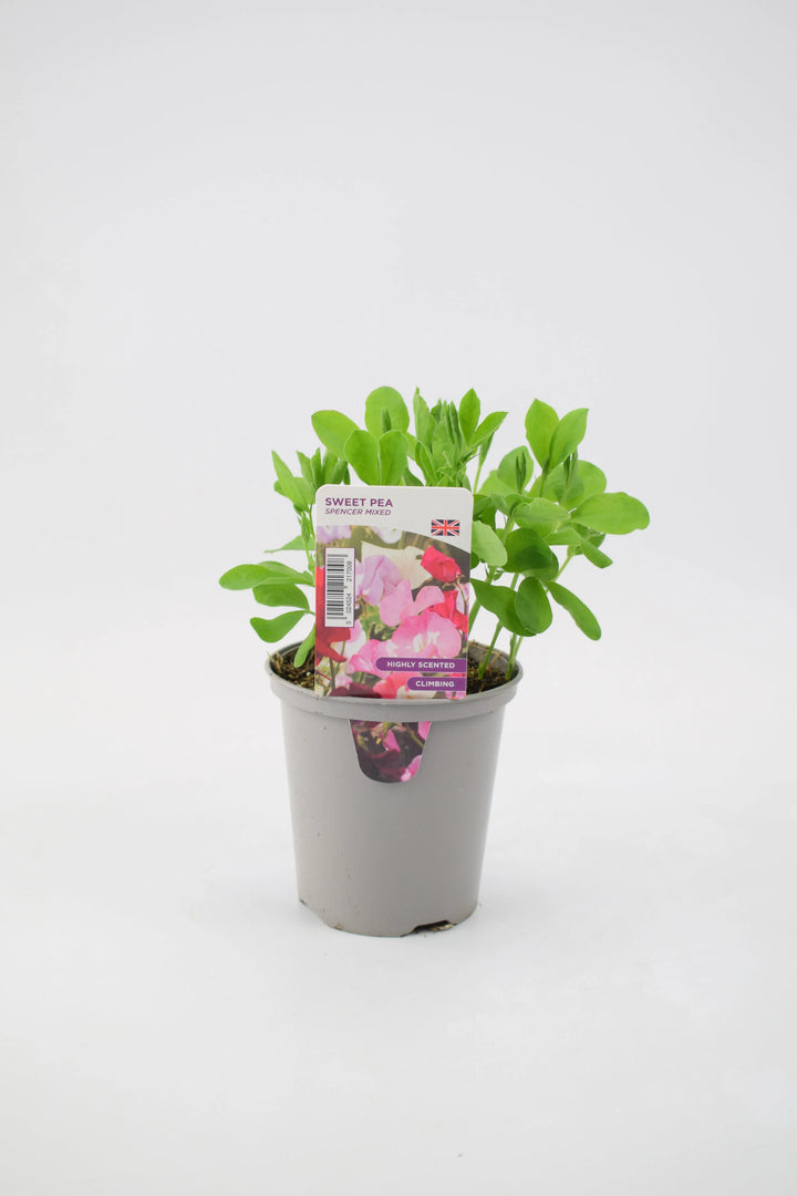 Sweet Pea Spencer Mixed 9cm Pots British Grown Multiple Plants Per Pot x 3 plants by post