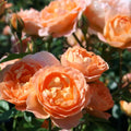 Sweet Dream Rose 4L Plants By Post