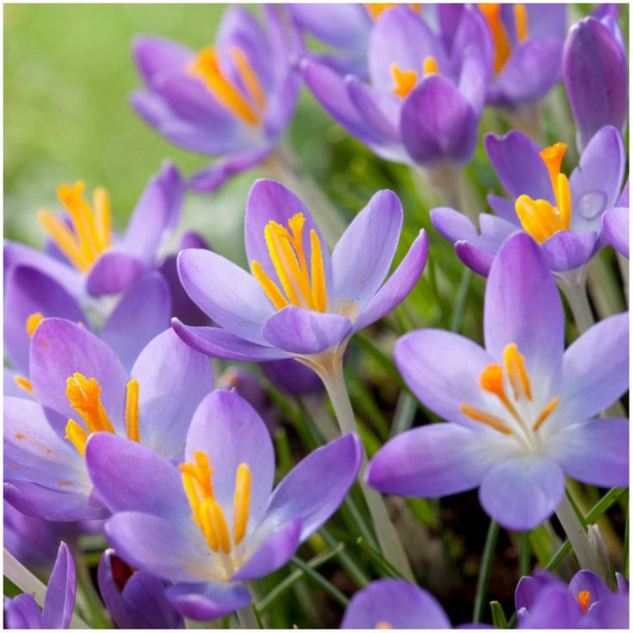 Crocus 'whitewell purple' (50 & 100 bulbs) The Rose Press Garden