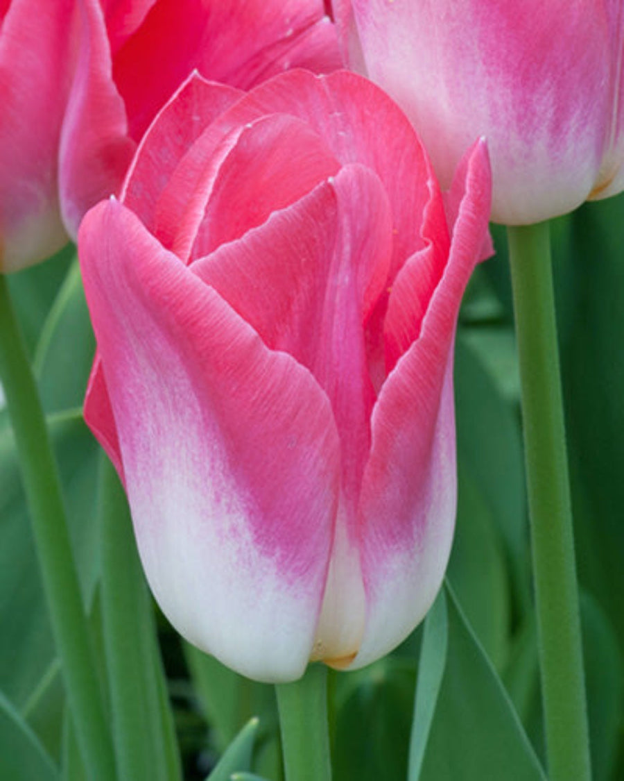 Tulip Dynasty Bulbs (15 bulbs) - Classic Pink & White Darwin Hybrid Tulips The Rose Press Garden