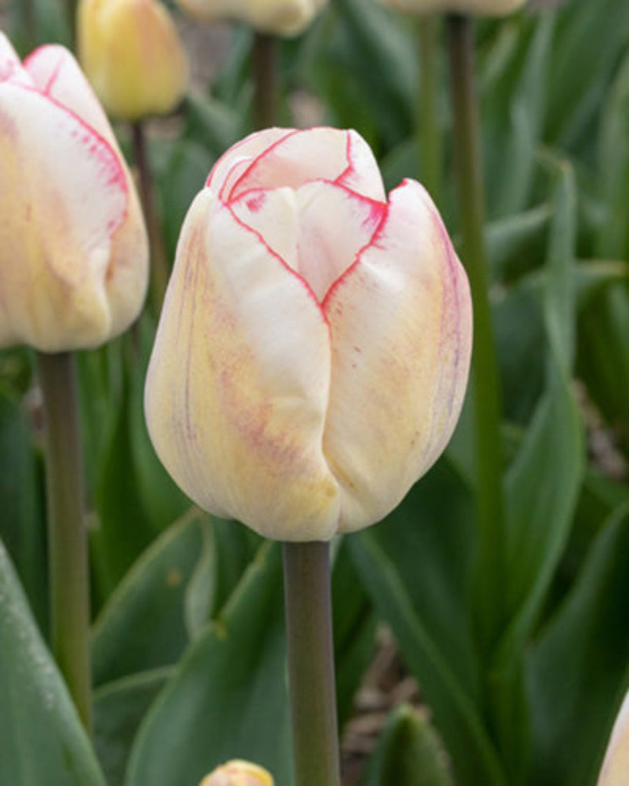 Tulip Hugs and Kisses Bulbs (15 bulbs) - Romantic Pink & White Fringed Tulips The Rose Press Garden