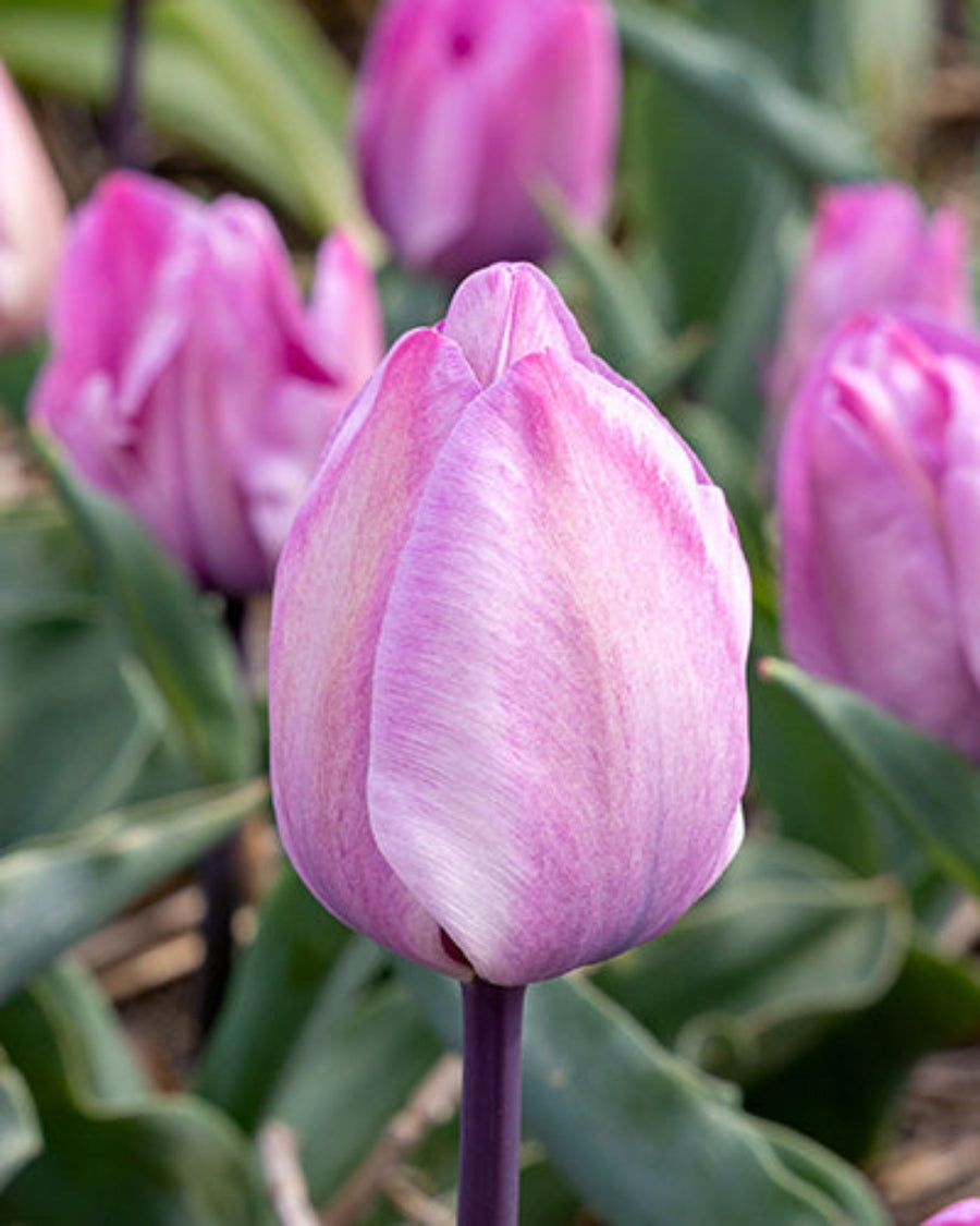 Tulip Jacuzzi (15 bags) – Vibrant Deep Pink Tulip Bulbs for Spring Colour The Rose Press Garden
