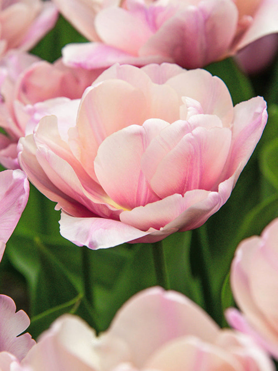 Tulip 'Tabledance' (15 Bulbs) The Rose Press Garden