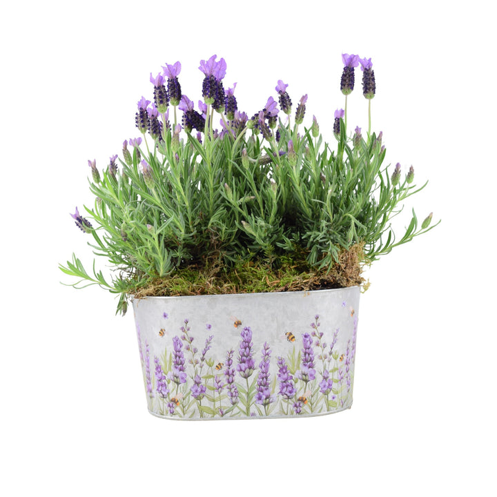 French Lavender Trough - Aromatic Purple Mediterranean Plant for Patios Plants By Post