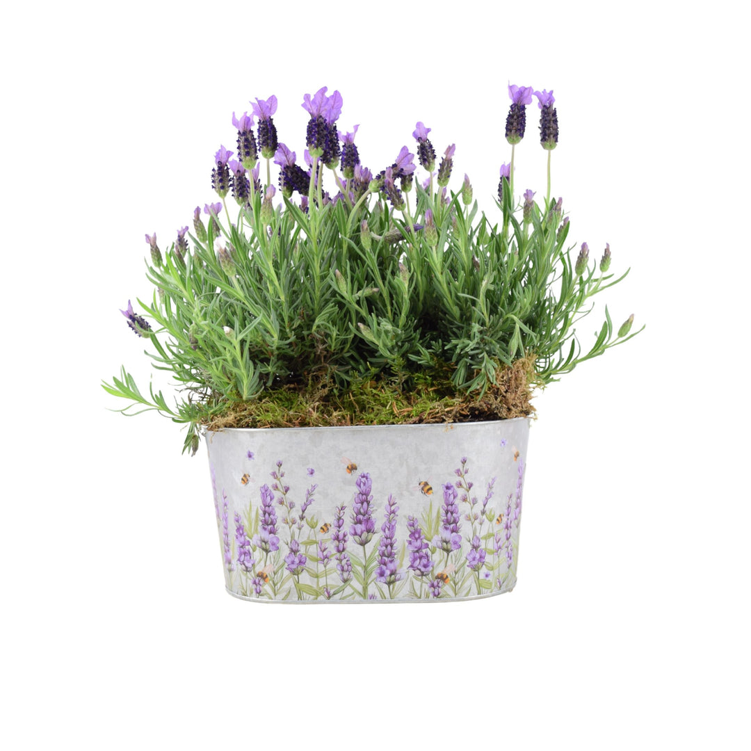 French Lavender Trough - Aromatic Purple Mediterranean Plant for Patios Plants By Post