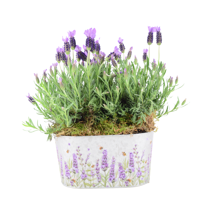 French Lavender Trough - Aromatic Purple Mediterranean Plant for Patios Plants By Post