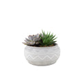 Succulent Mixed in Marrakesh Bowl Plants By Post