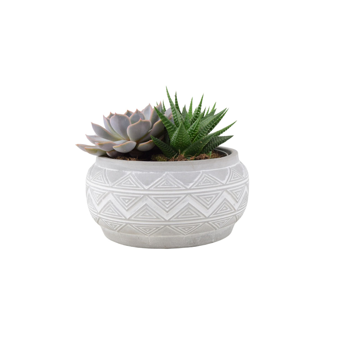 Succulent Mixed in Marrakesh Bowl Plants By Post