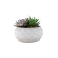 Succulent Mixed in Marrakesh Bowl Plants By Post