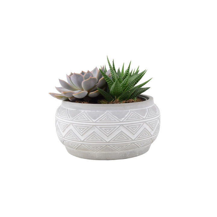 Succulent Mixed in Marrakesh Bowl Plants By Post